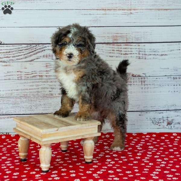 Bowser, Bernedoodle Puppy